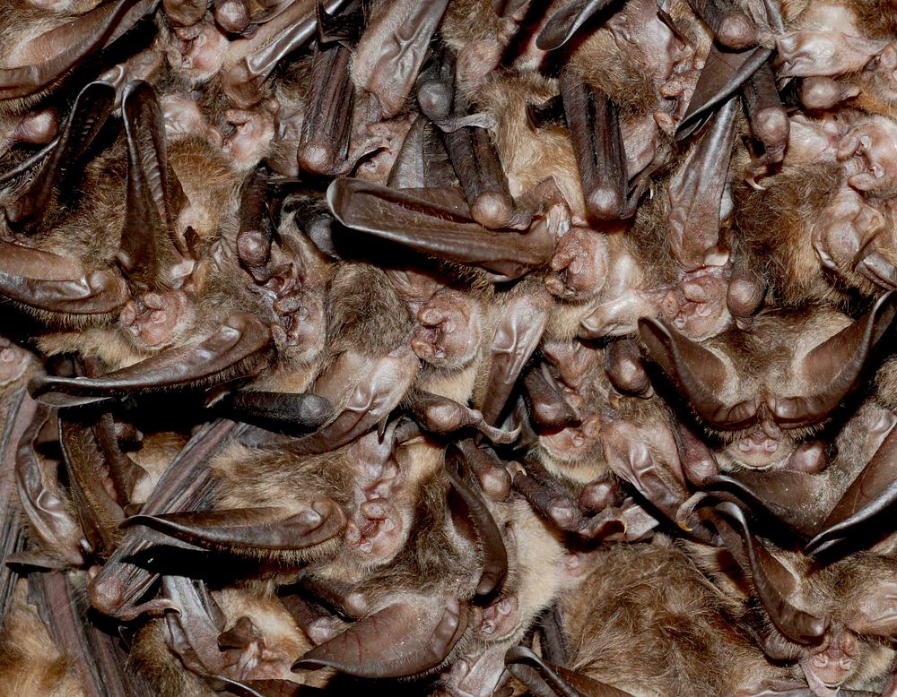 Virginia big-eared bats. Original public domain image from Flickr