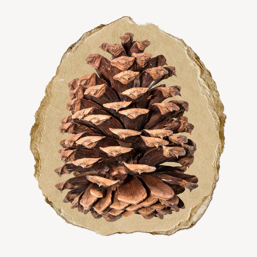 Pine cone ripped paper, Christmas decor