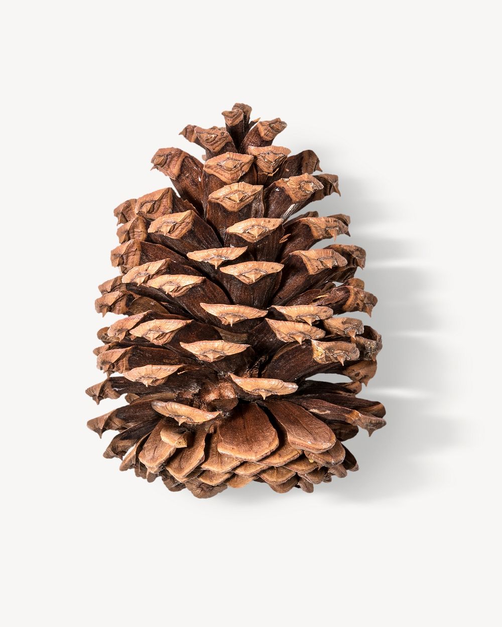 Pine cone sticker, Christmas decor image psd