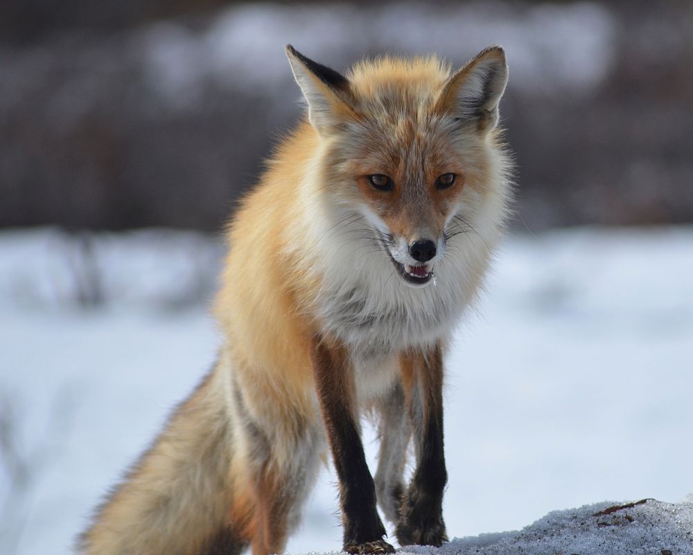 Red Fox in Denali. Original public domain image from Flickr