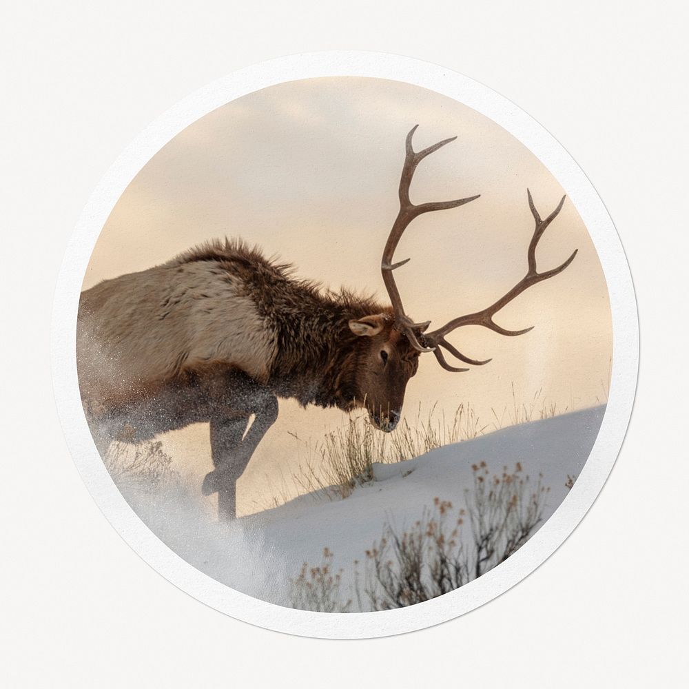 Elk wild animal in circle frame, wildlife image