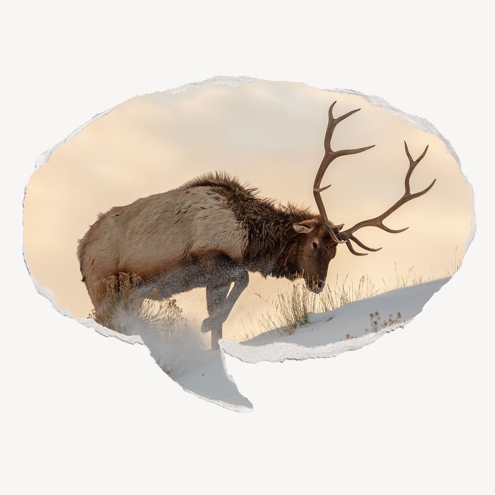 Elk wild animal, ripped paper speech bubble, wildlife image