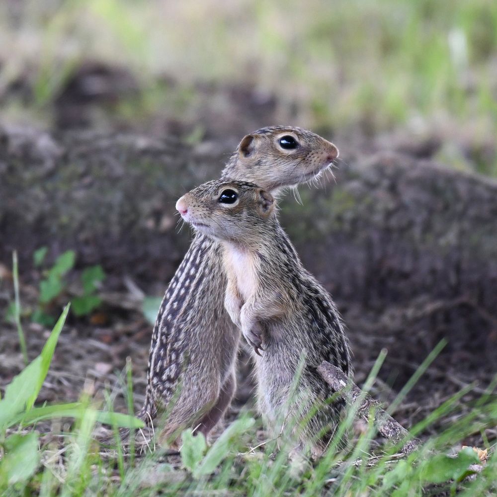 Thirteen-lined Ground SquirrelsPhoto by Grayson Smith/USFWS. Original public domain image from Flickr