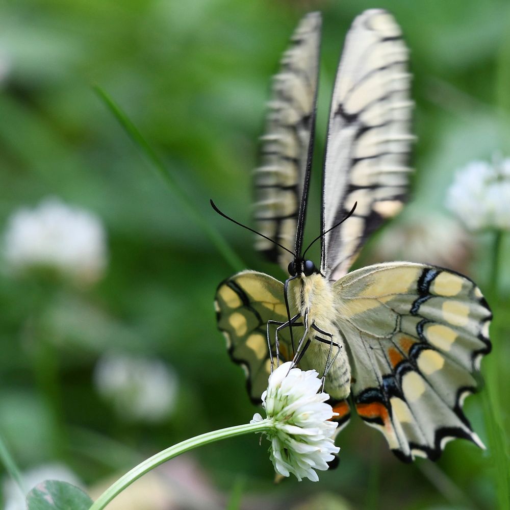 Giant Swallowtail ButterflyPhoto by Grayson Smith/USFWS. Original public domain image from Flickr