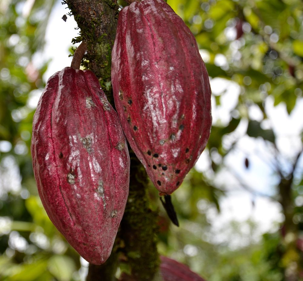 Ripe cocoa beans. Original public domain image from Flickr