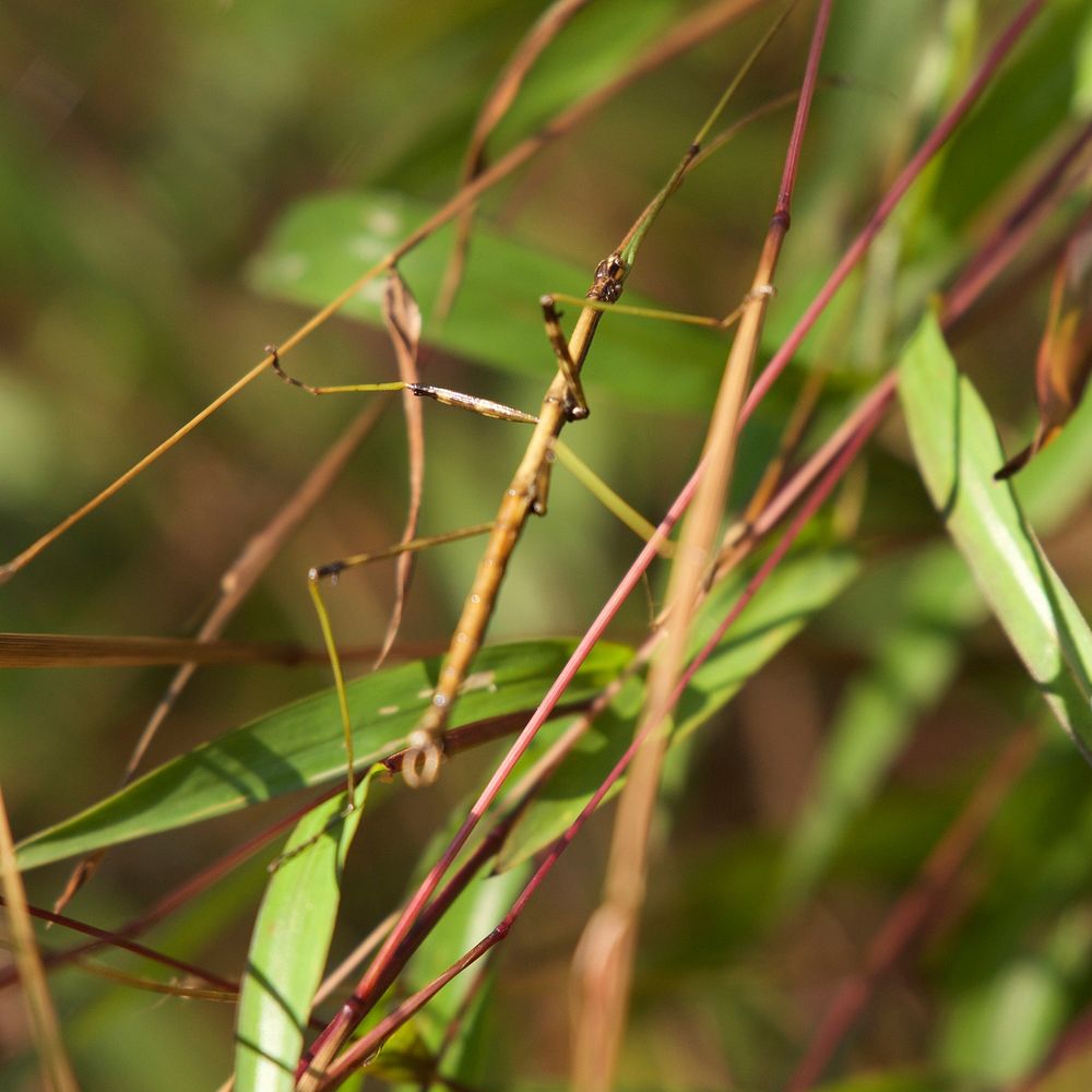 Northern WalkingstickPhoto by Grayson Smith/USFWS. Original public domain image from Flickr