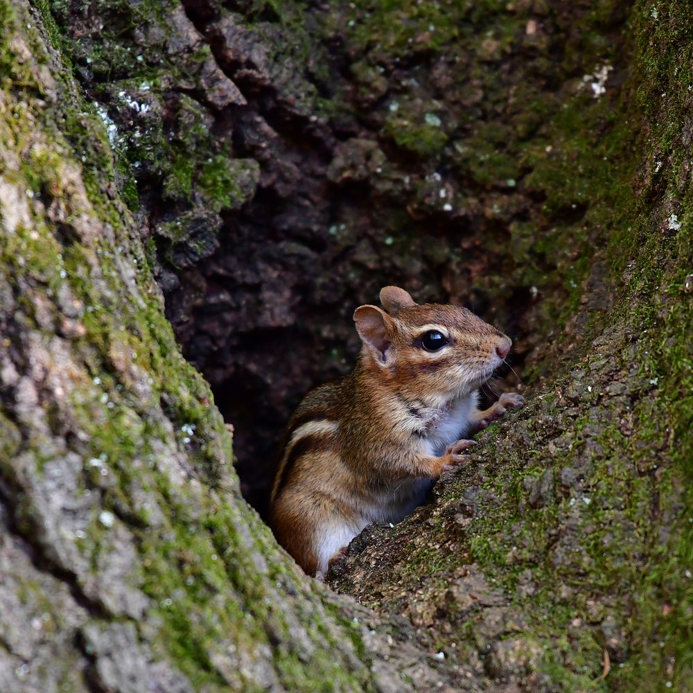 Eastern ChipmunkPhoto by Grayson Smith/USFWS. Original public domain image from Flickr