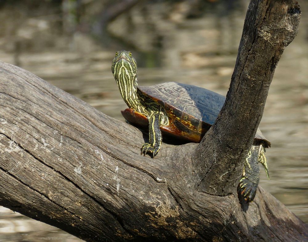 Red-eared sliderA red-eared slider basking in the sun on a log at Port Louisa National Wildlife Refuge in Iowa.Photo by…