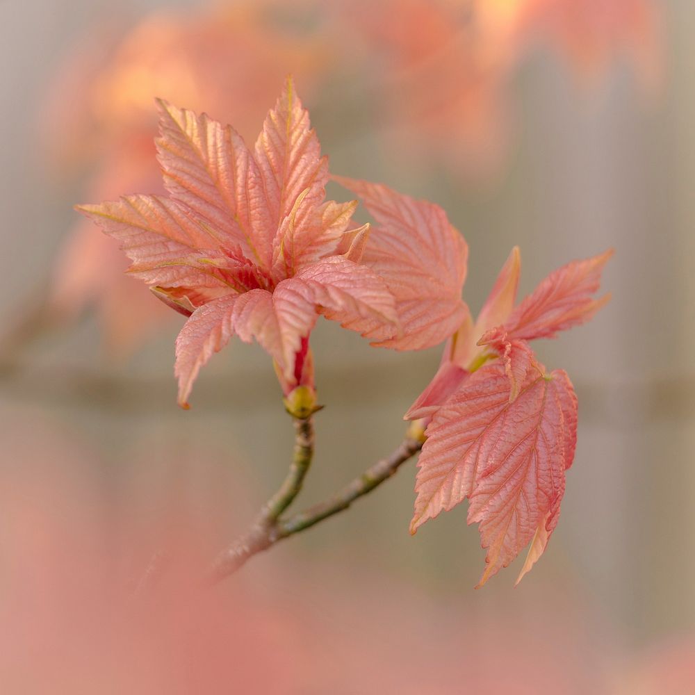 Pink leaves in autumn, closeup. Original public domain image from Flickr