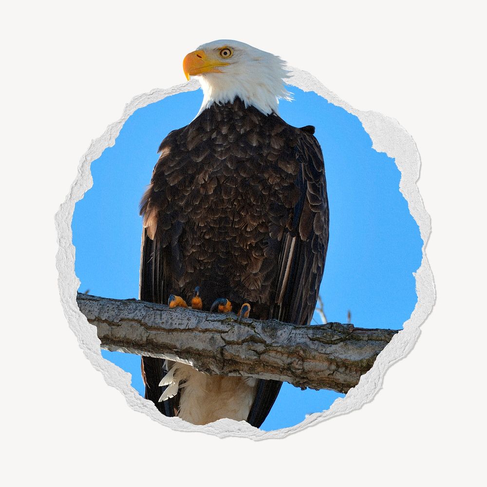 Perched eagle in ripped paper badge, animal photo