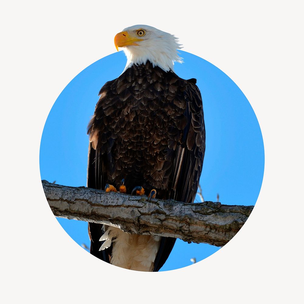 Perched eagle badge, animal photo