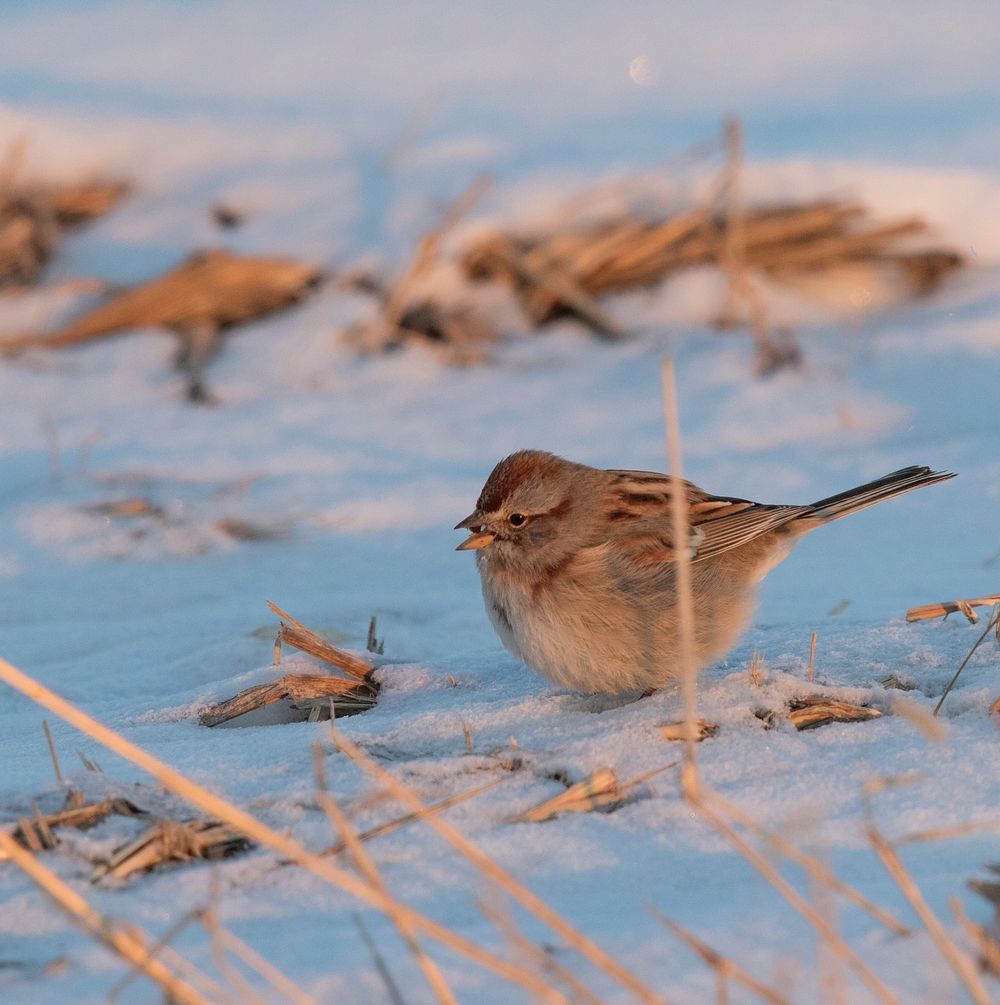 Field sparrowPhoto by Mike Budd/USFWS. Original public domain image from Flickr