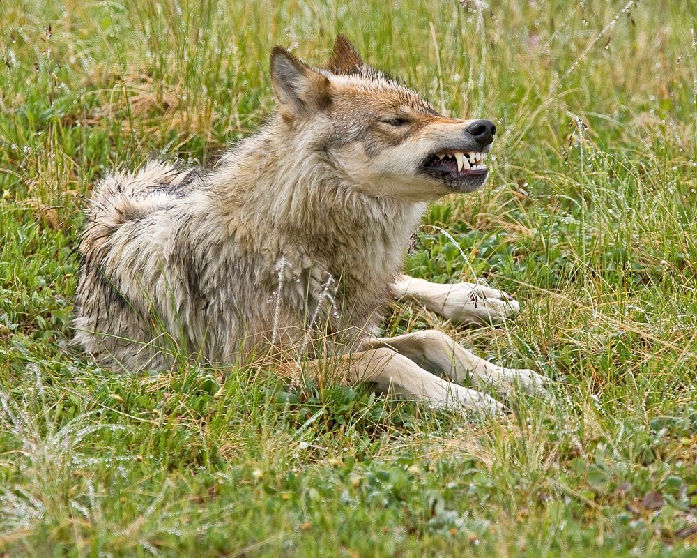 Wolf Snarl. Original public domain image from Flickr