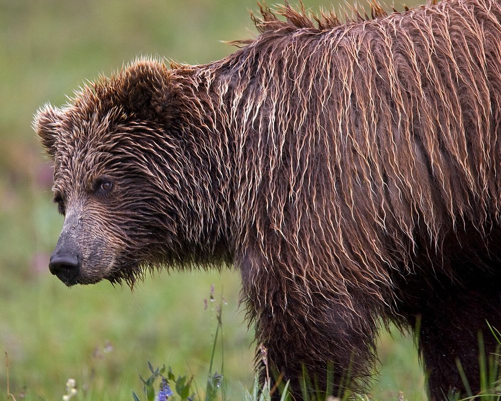 Bear Yearling. Original public domain image from Flickr