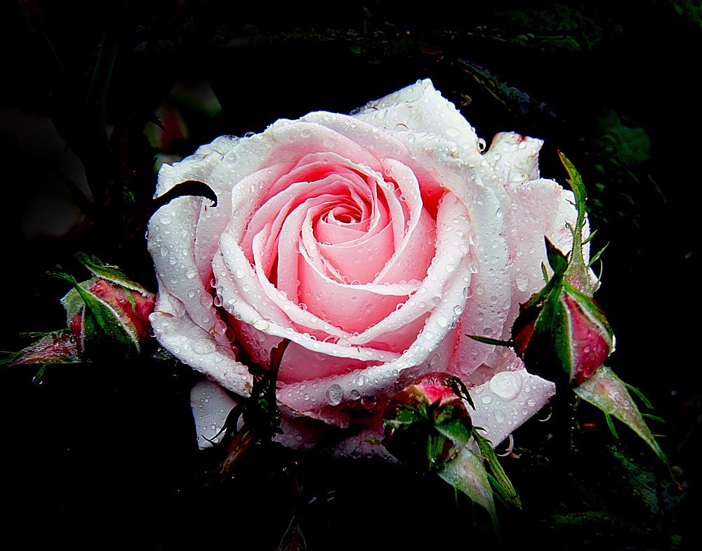 Pink rose. Original public domain image from Flickr