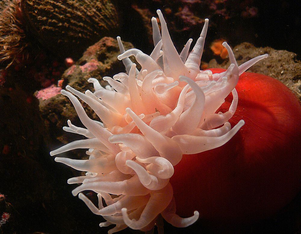 Anemone in aquarium. Original public domain image from Flickr