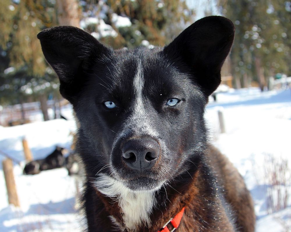 Alaskan husky. Original public domain image from Flickr