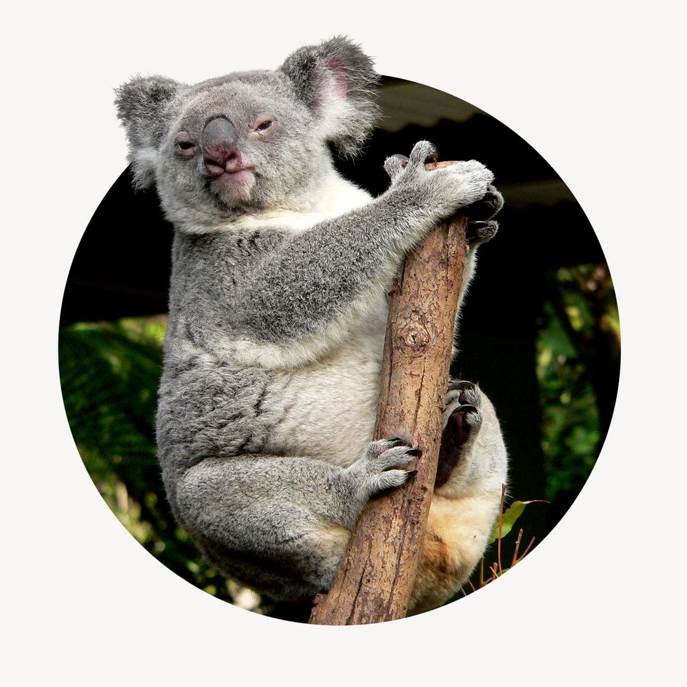 Koala badge, animal photo