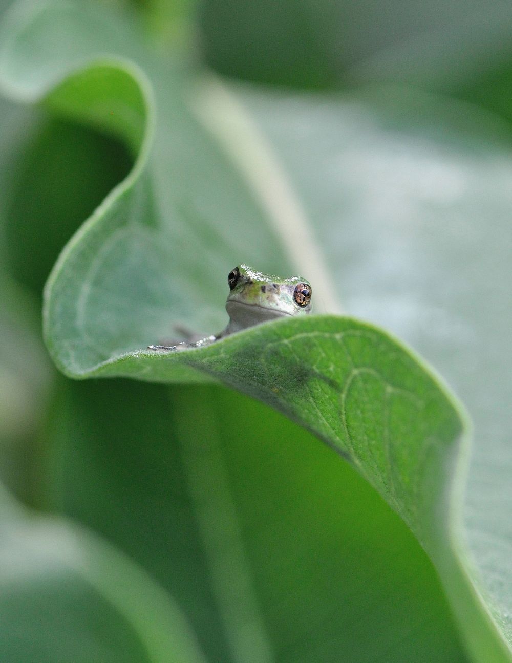 Eastern Gray Treefrog at Horicon National Wildlife RefugePhoto by Rachel Samerdyke/USFWS. Original public domain image from…