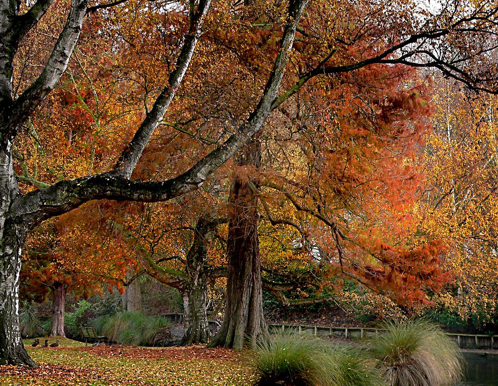 Hagley Park New Zealand. Original public domain image from Flickr