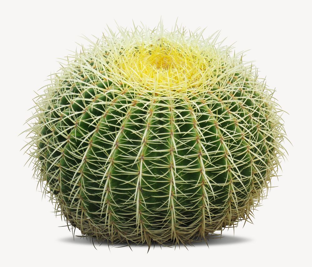 Cactus sticker, desert plant isolated image psd