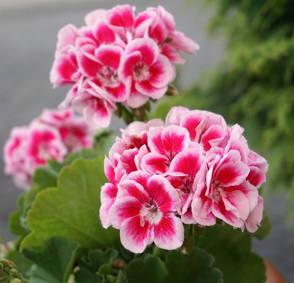 Pink geranium. Free public domain CC0 photo.
