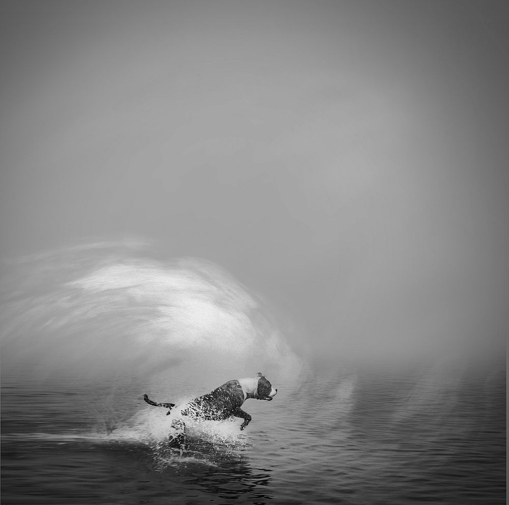 Dog running into ocean in black and white. Free public domain CC0 image.