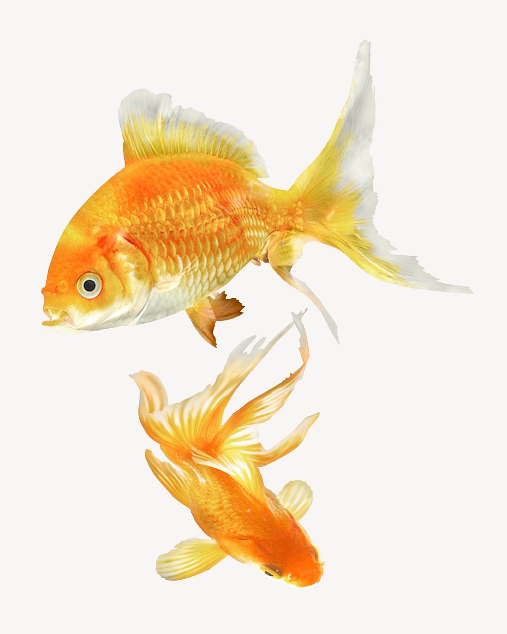 Goldfish sticker, pet animal isolated image psd