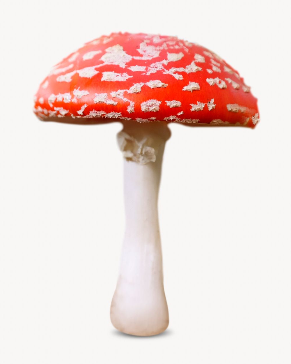 Poisonous mushroom image on white background