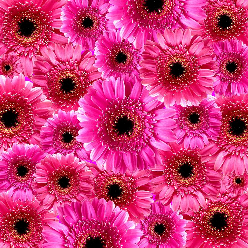 Pink gerbera. Free public domain CC0 image.