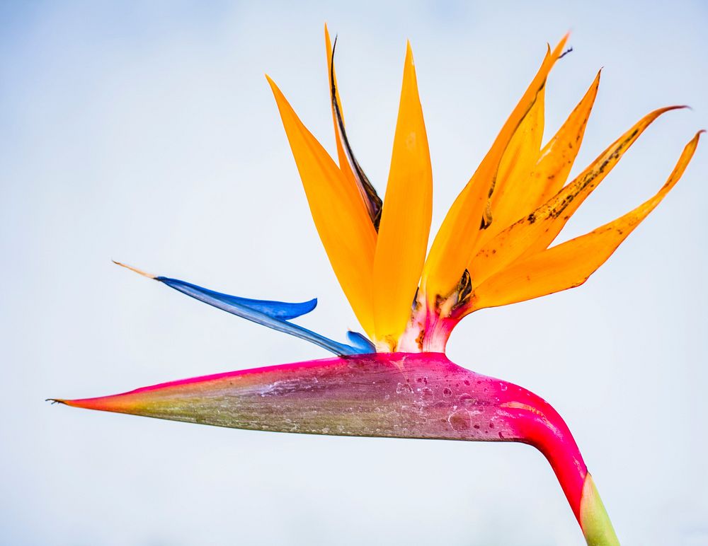 Bird of paradise. Free public domain CC0 image.