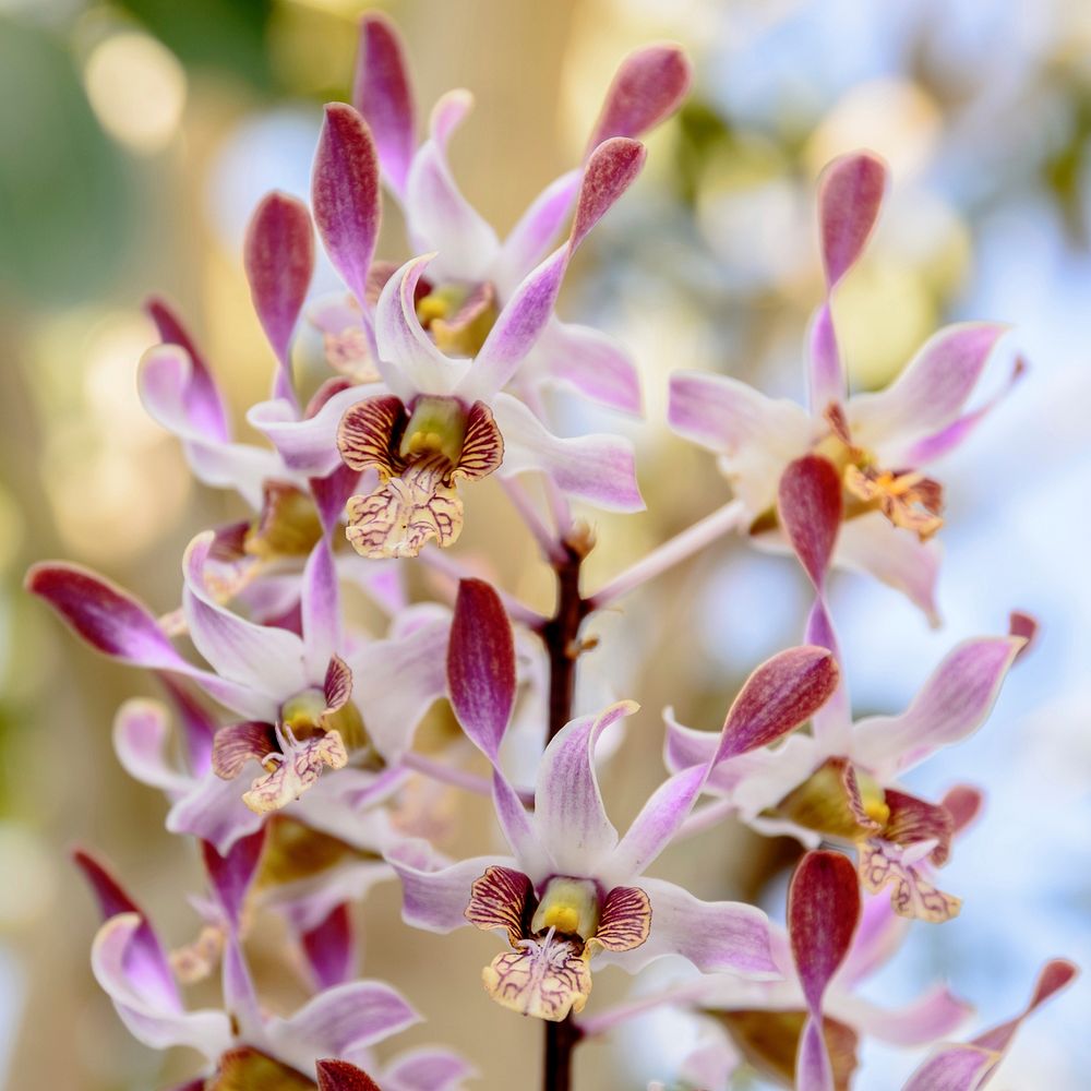 Boat orchid. Free public domain CC0 image.