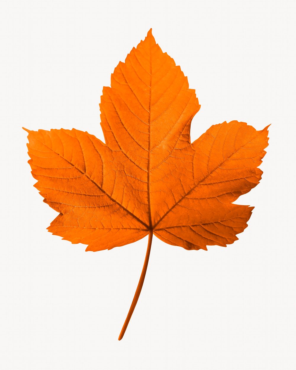 Maple leaf, Autumn aesthetic isolated image
