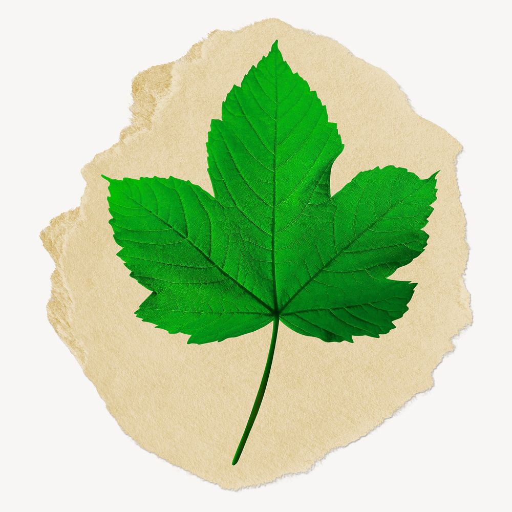 Maple leaf ripped paper, botanical graphic