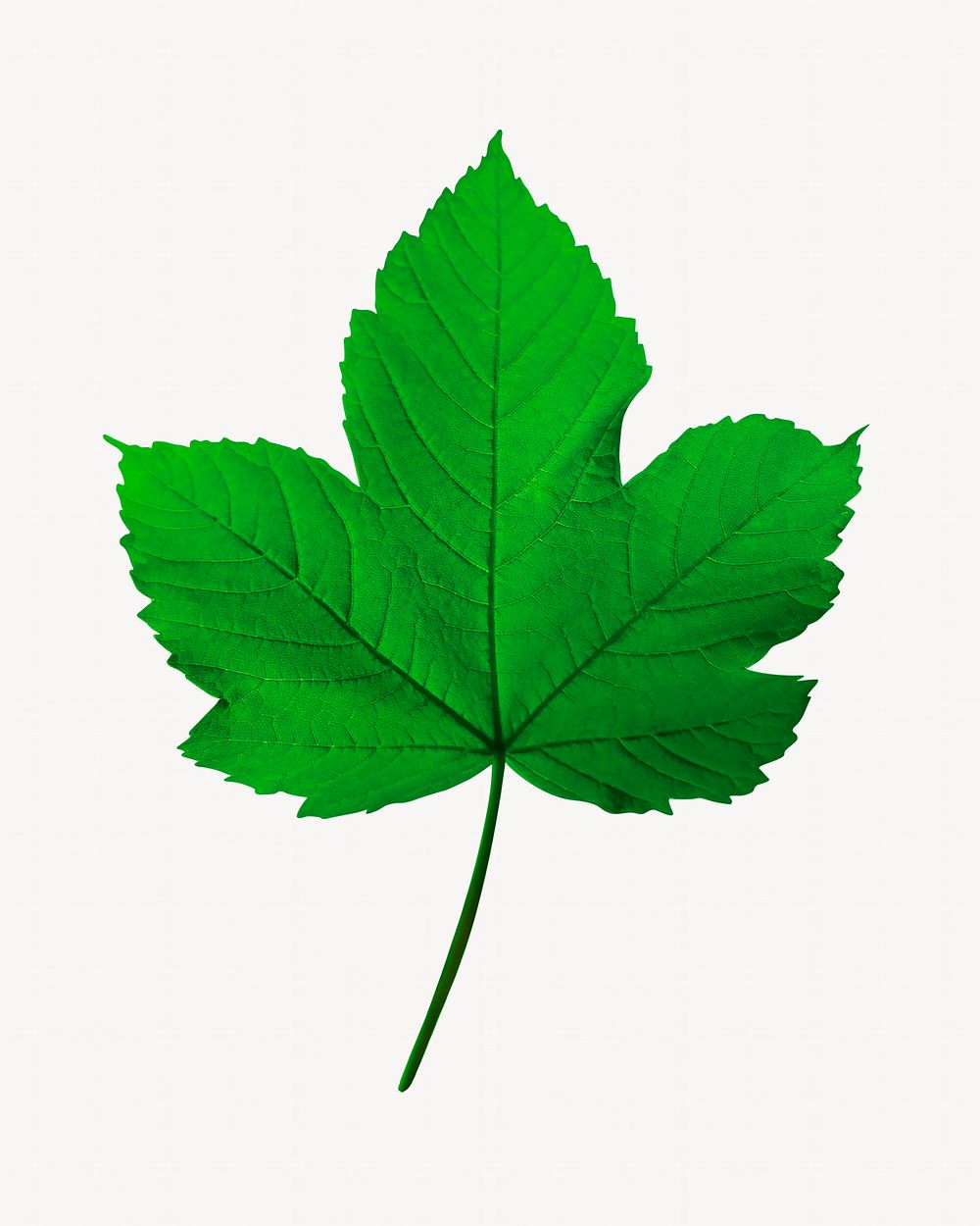 Maple leaf, botanical isolated image