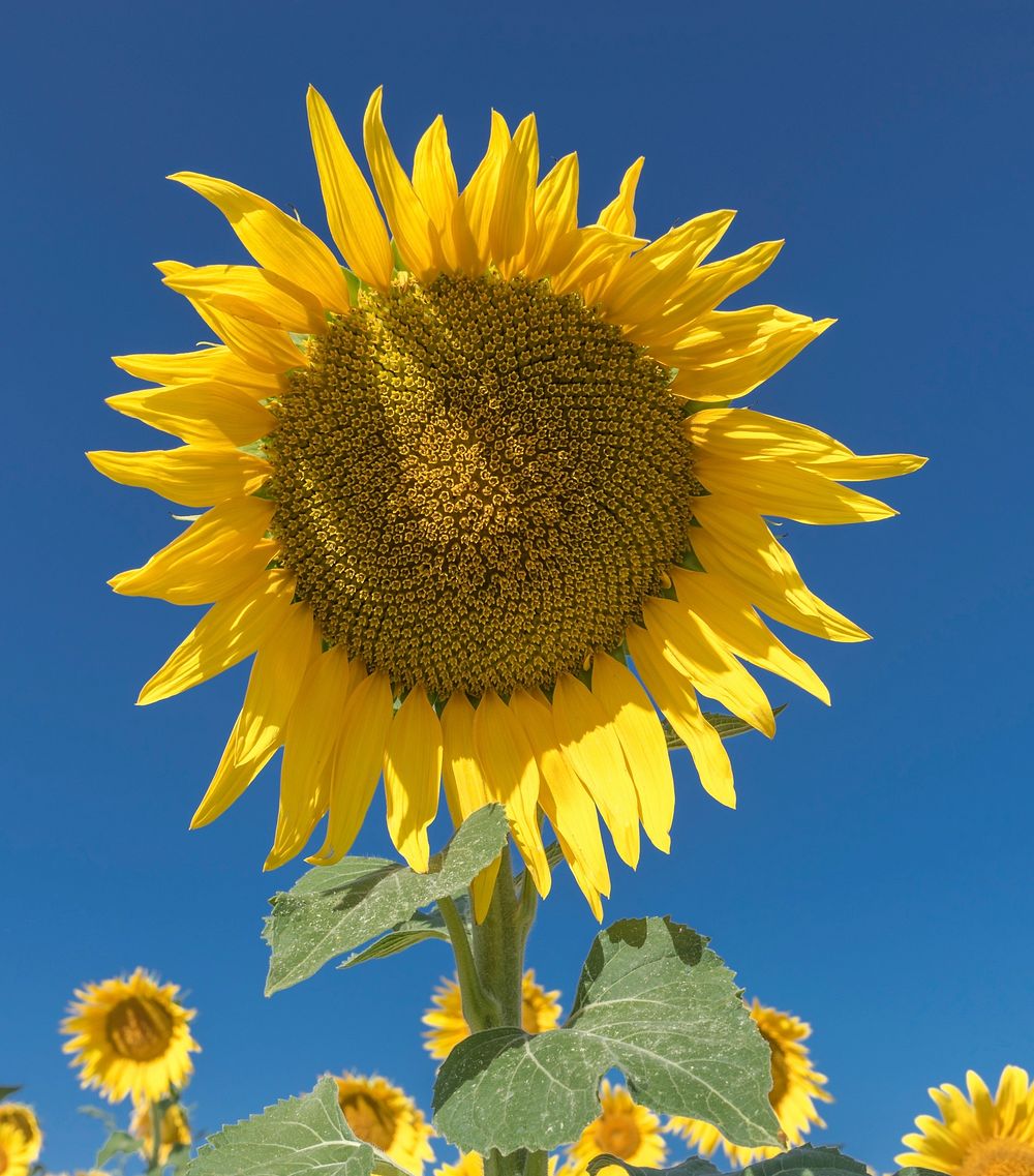 Sunflower. Free public domain CC0 photo.