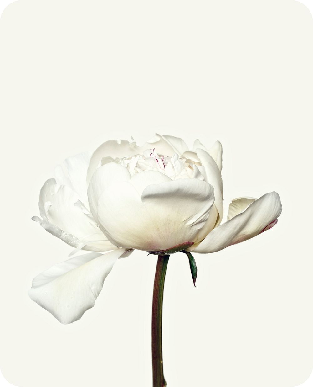 White peony flower. Free public domain CC0 image.