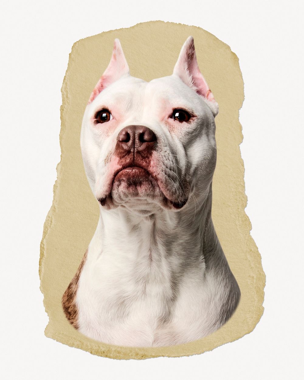 Bulldog portrait ripped paper, pet animal graphic