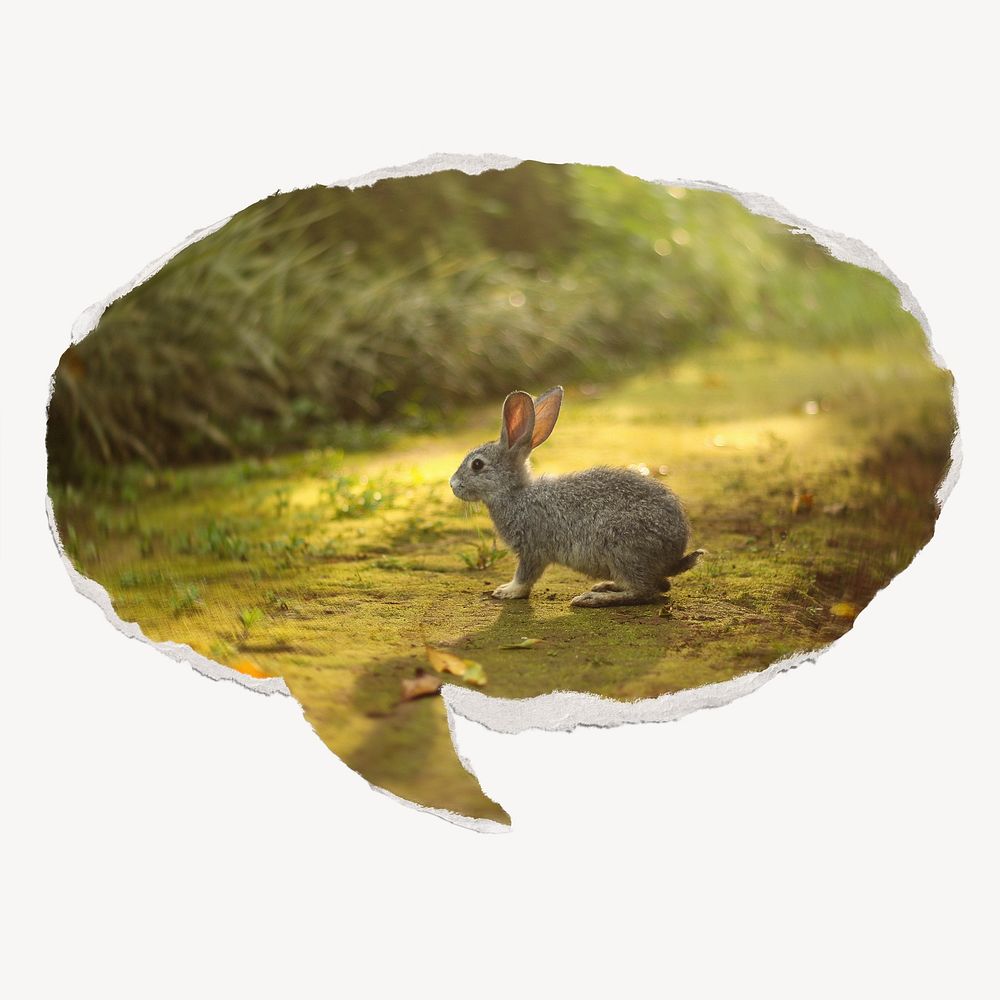 Spring rabbit on ripped paper speech bubble, animal image