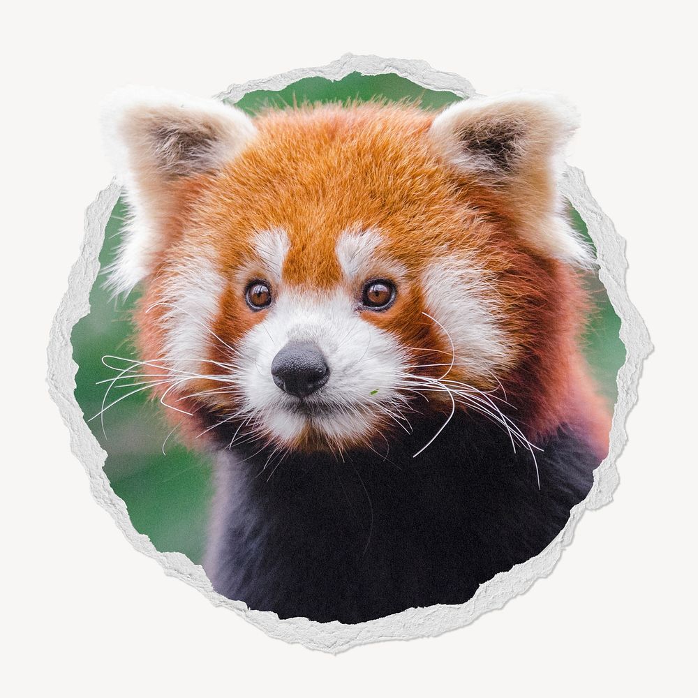 Red panda in ripped badge, | Free Photo - rawpixel