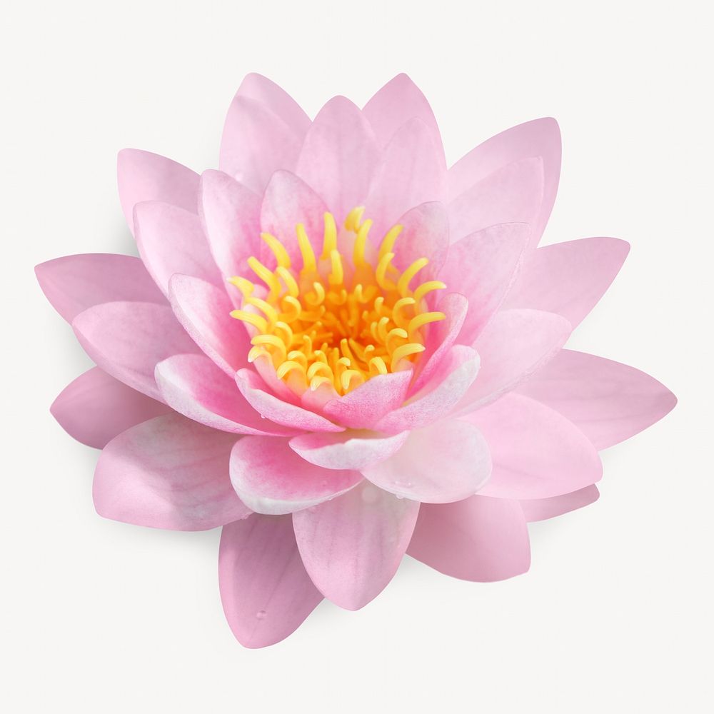 Pink lotus flower isolated image