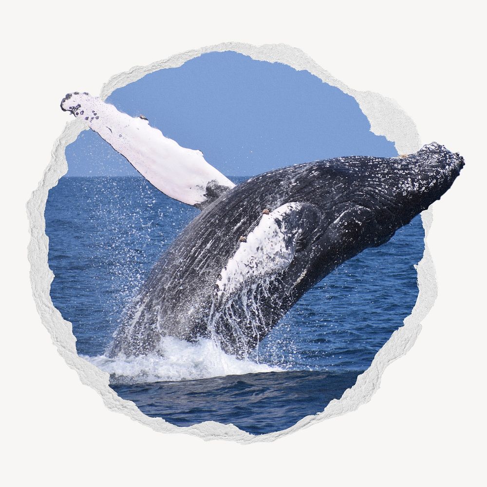 Whale in torn paper badge, marine life photo
