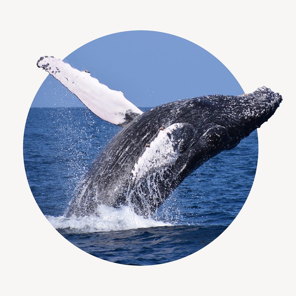 Whale badge, marine life photo