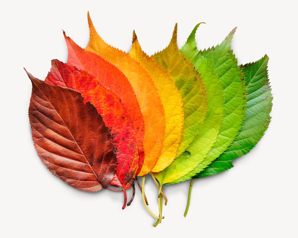 Autumn leaves sticker, seasonal aesthetic image psd
