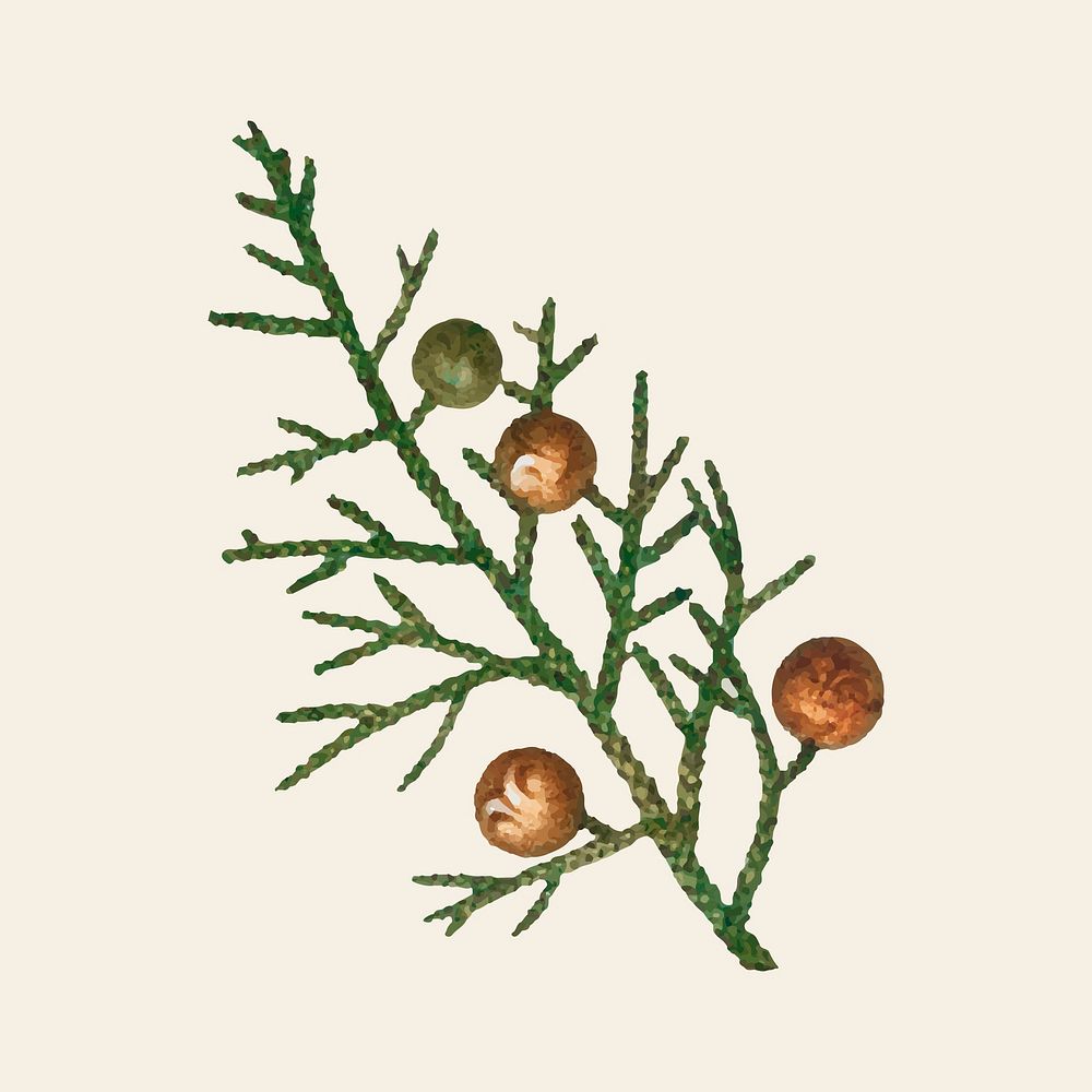 Vintage juniper branch vector hand drawn illustration