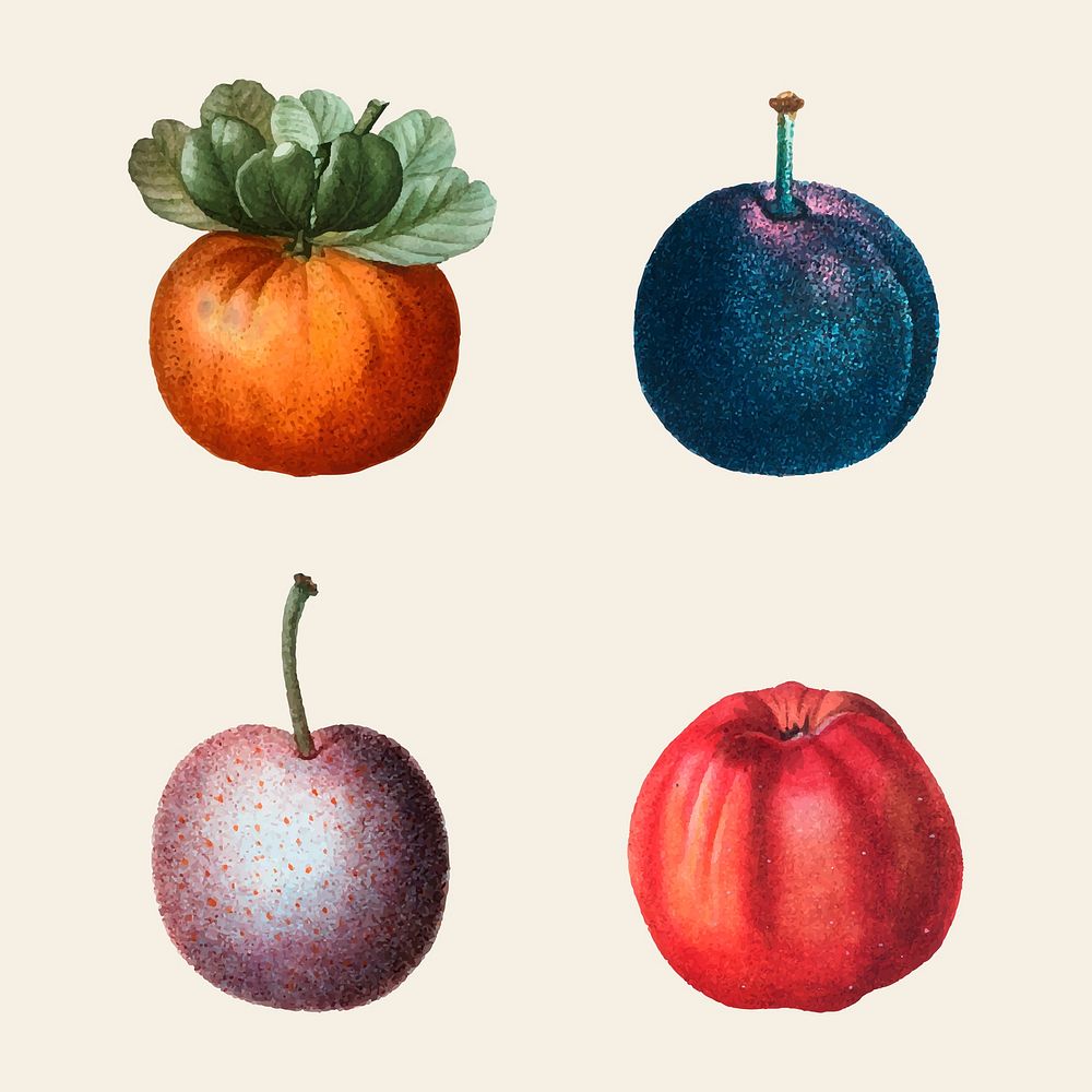 Vintage fruit vector set hand drawn illustration
