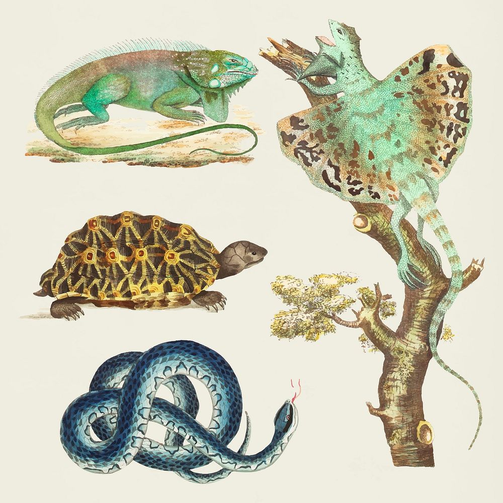 Vector reptiles colorful vintage illustration set