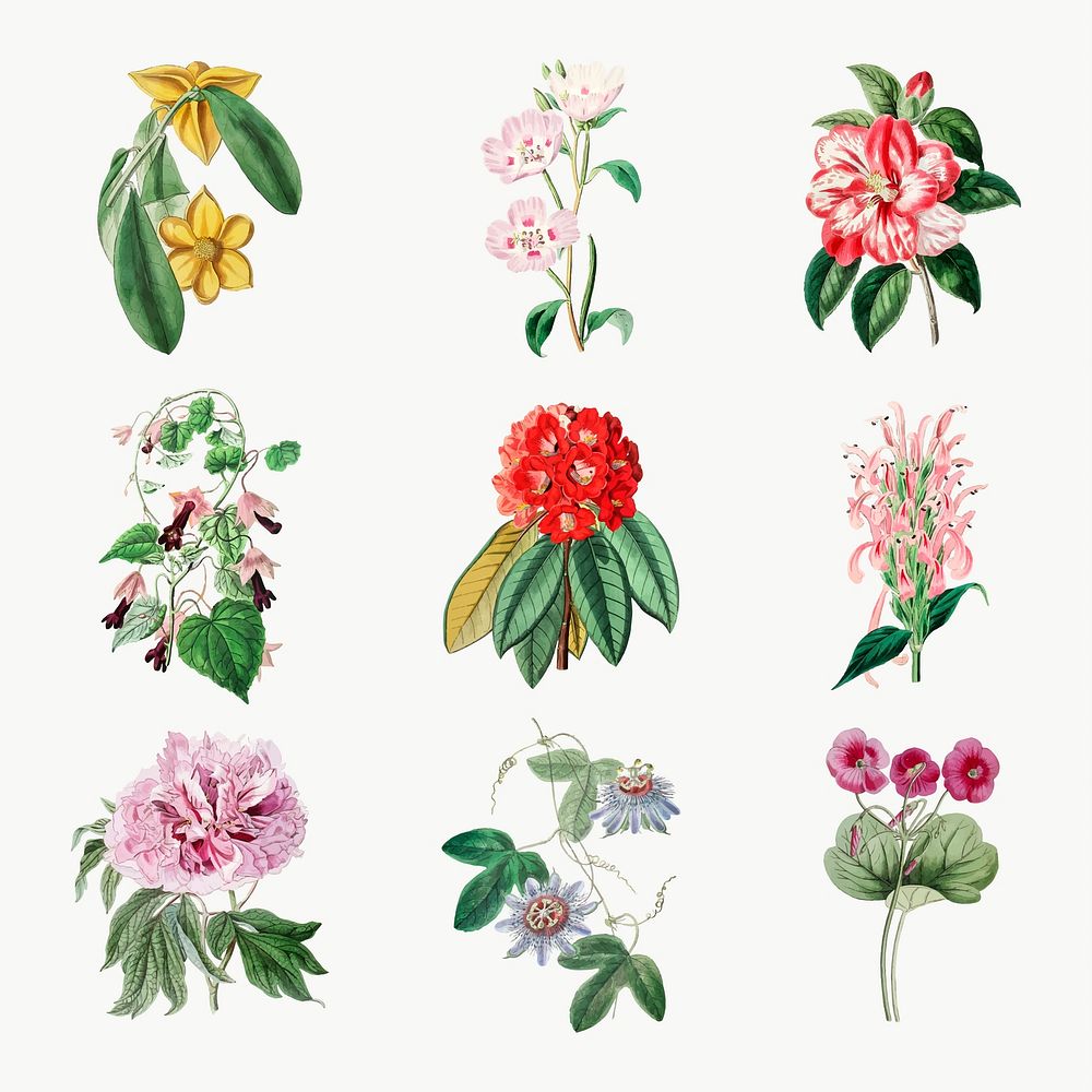 Hand drawn lowers vector vintage botanical set