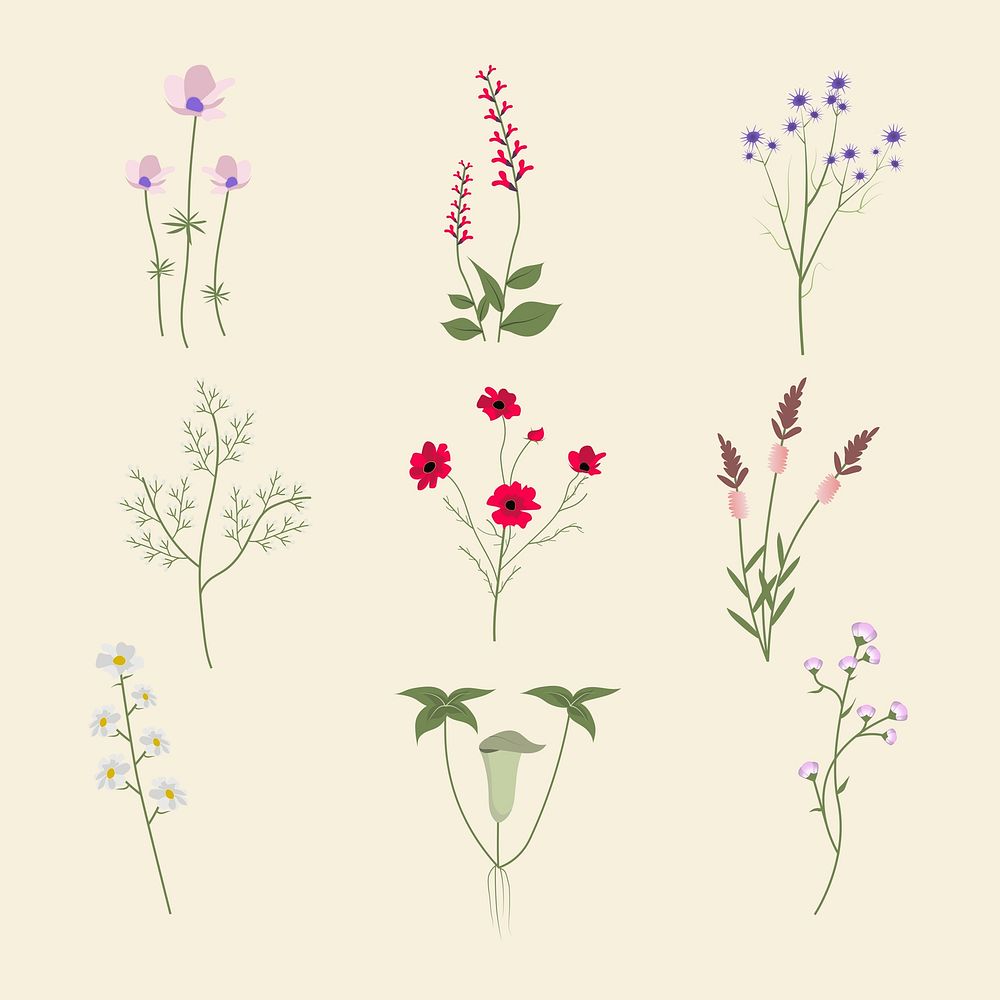 Cute wildflower illustration vector set