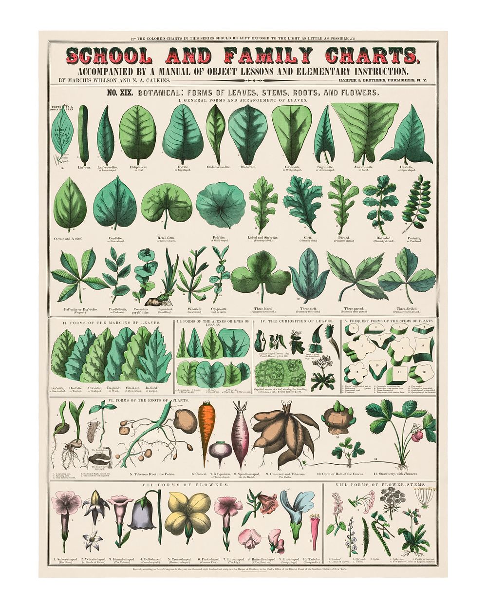 Vintage botanical art print. School & family charts poster (1890) by Marcius Willson and Norman A. Calkins. Original from…